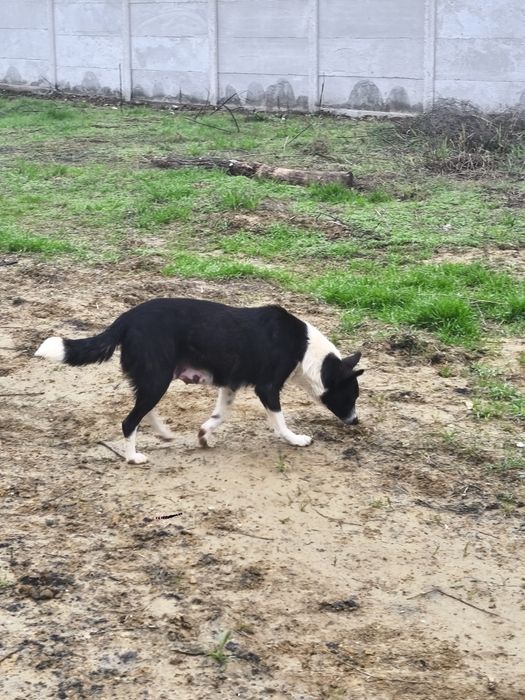 Dau aceasta cățelușe la adopție