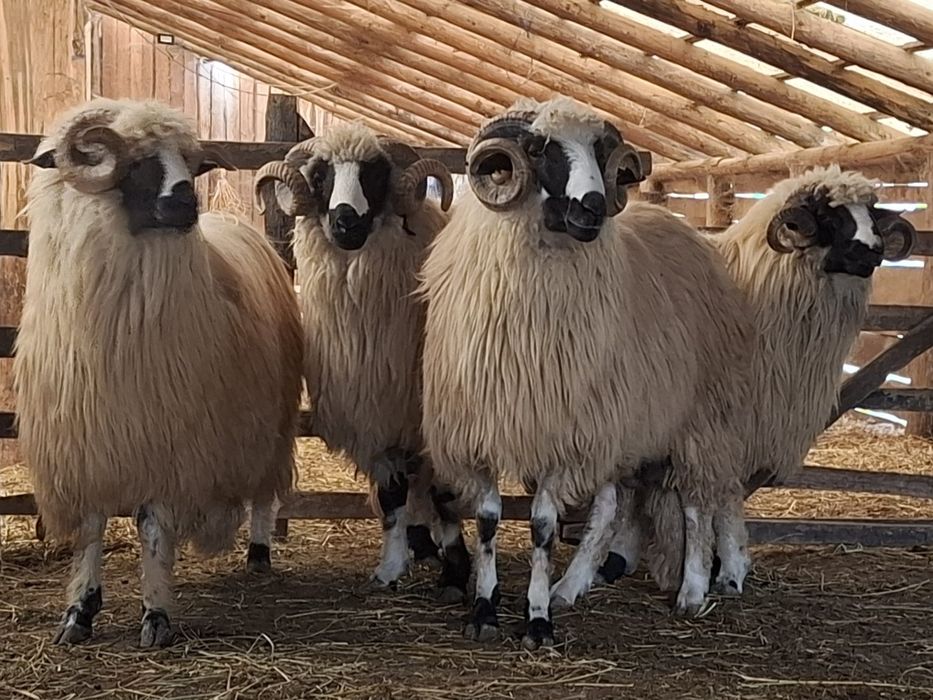 Berbeci miori și noatini