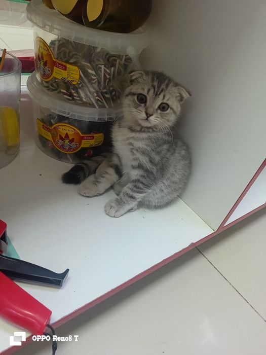 Срочно продам котенка мальчика