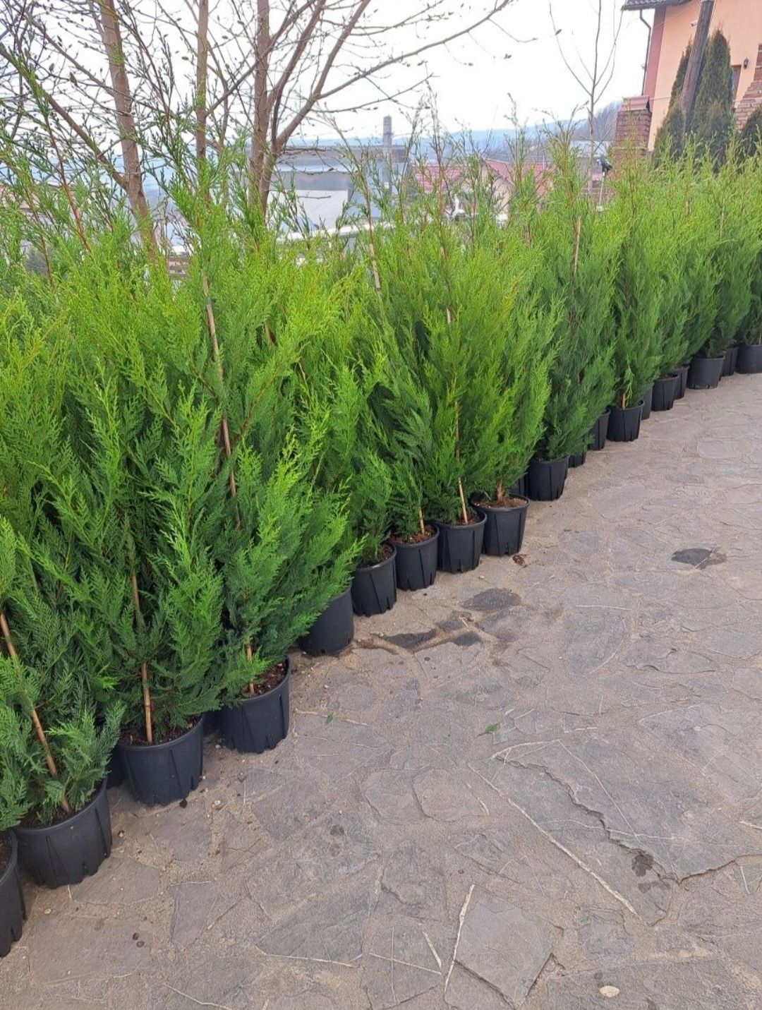 Leylandii 2.3m - 2.5m/ calitate extra/ super oferta!