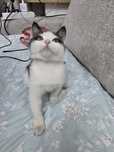 Котика отдам в хорошие руки