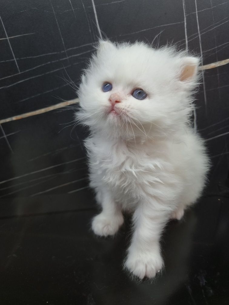 Малко персийско котенце