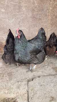 De vanzare oua pentru incubat gaini Australorp negru