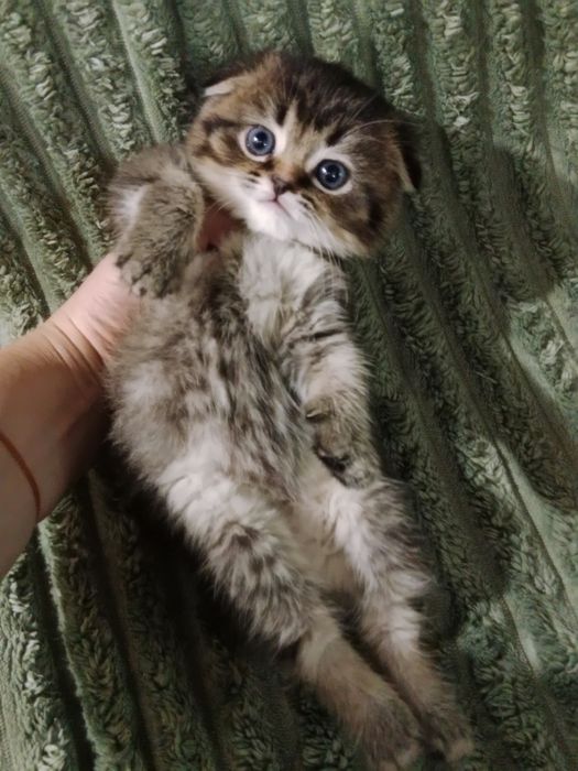 Роскошные котята Скоттиш Фолд