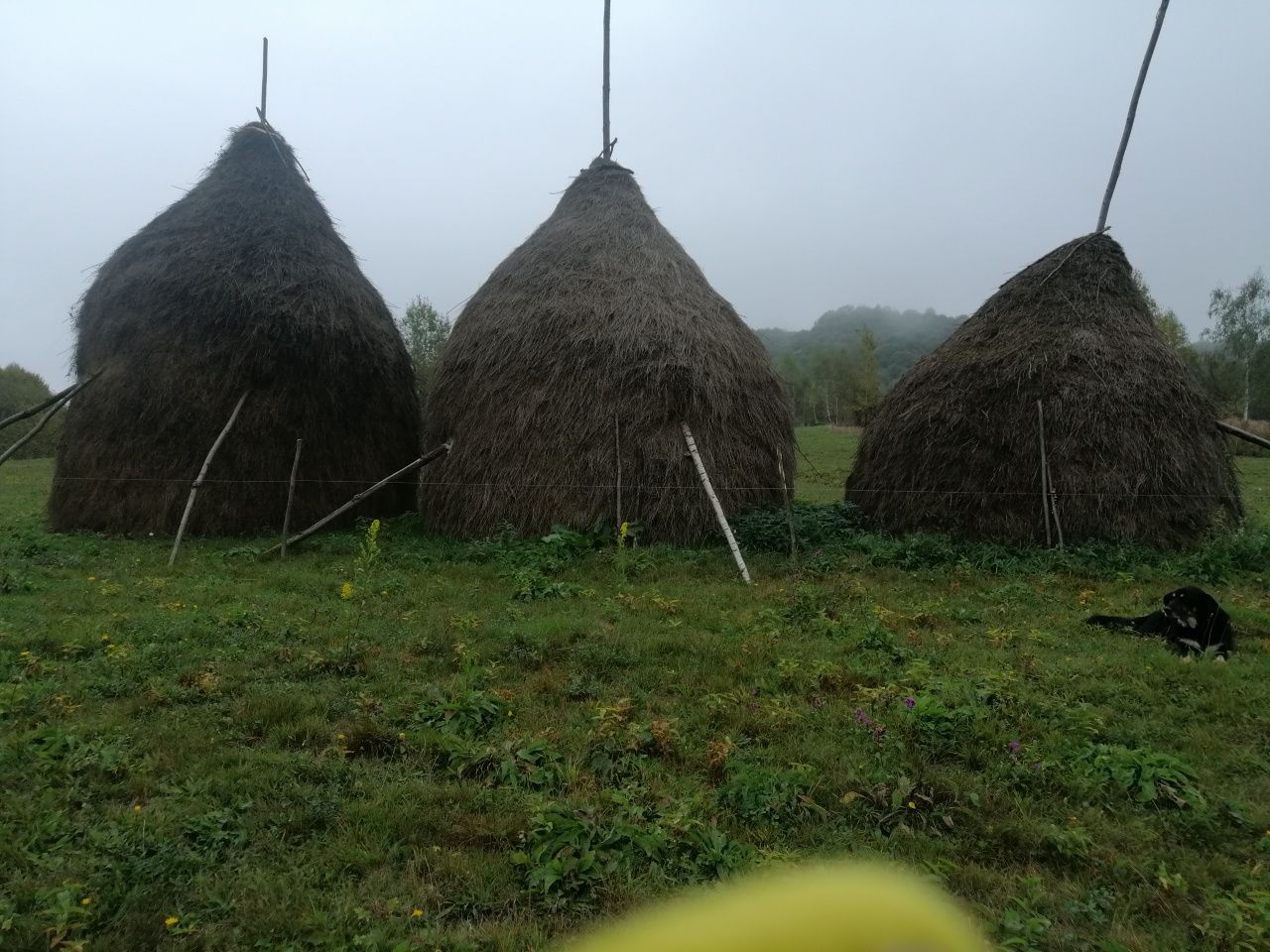 Vind nutret  floră montana  super calitate.
