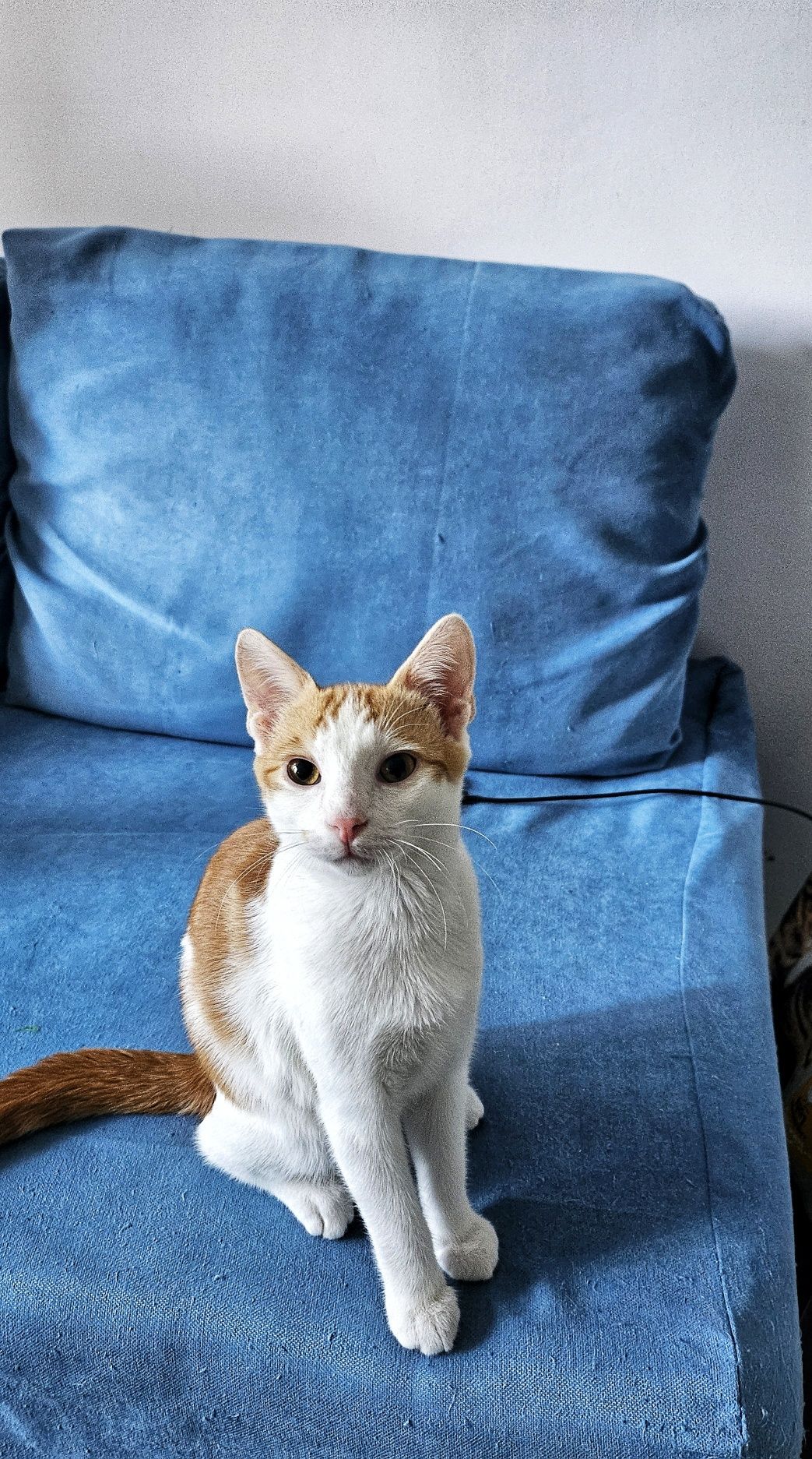 Adoptie pui pisica motanei