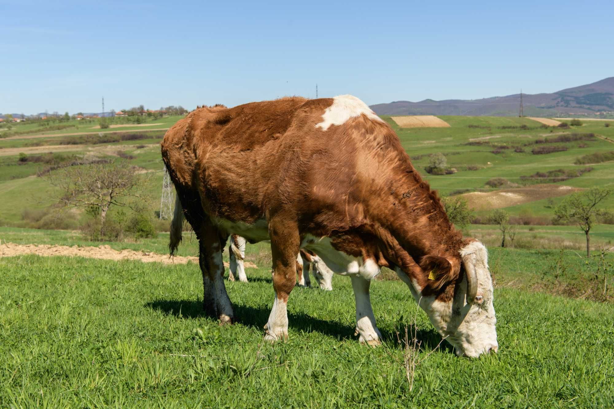 Vand - Vaca Gestanta in 7 luni, baltata romaneasca - rosie