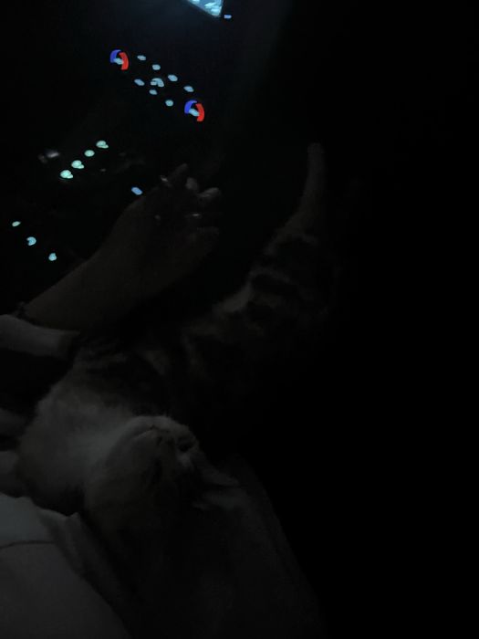 Котенок 3 месяца