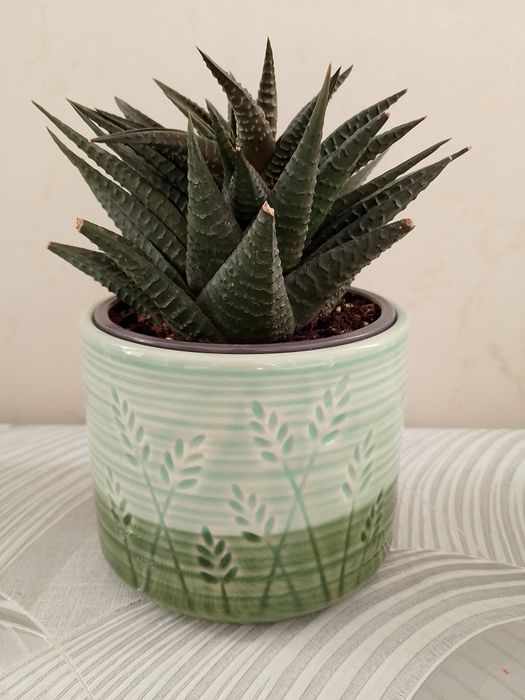 Цветок "Хавортия"