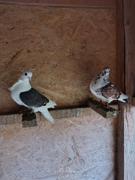 Porumbei pescăruși și tipleri