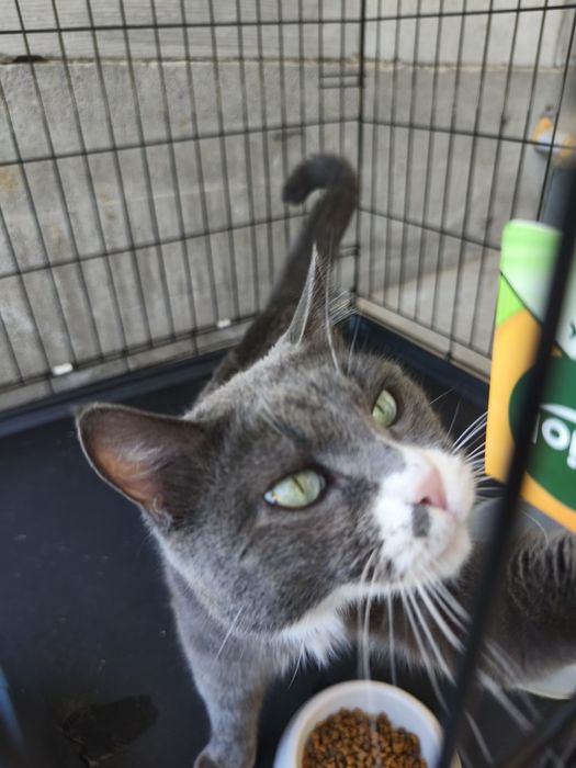 Котик Мультик в поиске дома