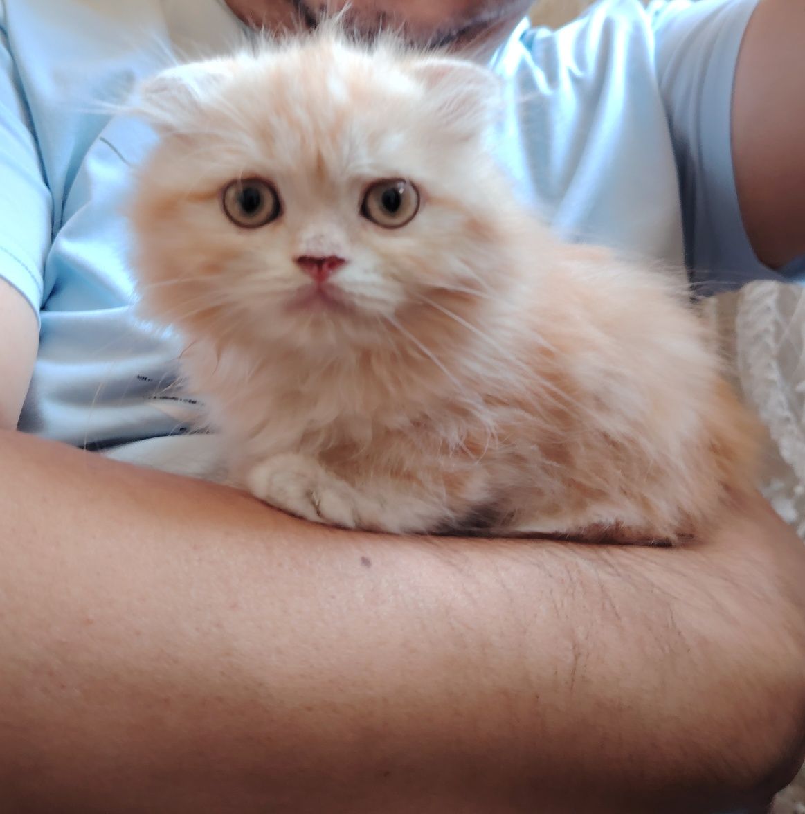 Продаётся котёнок хайленд скотиш фолд