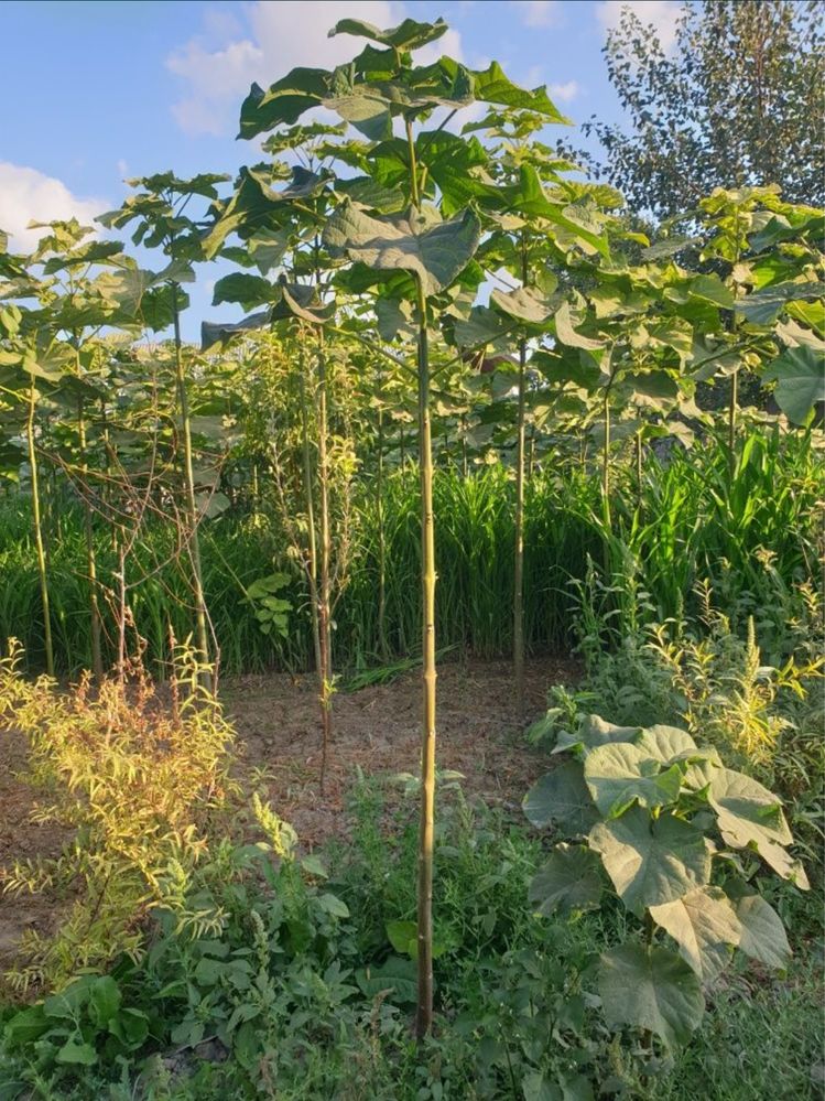 Povloniya koʻchatlari