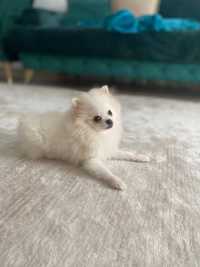 Pomeranian simpatic