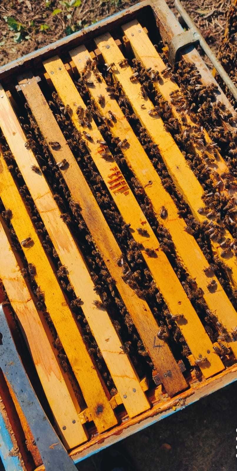 VAND 5 familii de albine | Centrifuga - pe 4 Rame | Cutii + caturi