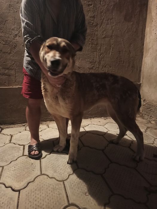 Алабай хорошей породы