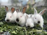 Кролики Калифорния