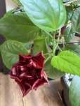 Vand trandafir japonez Hibiscus