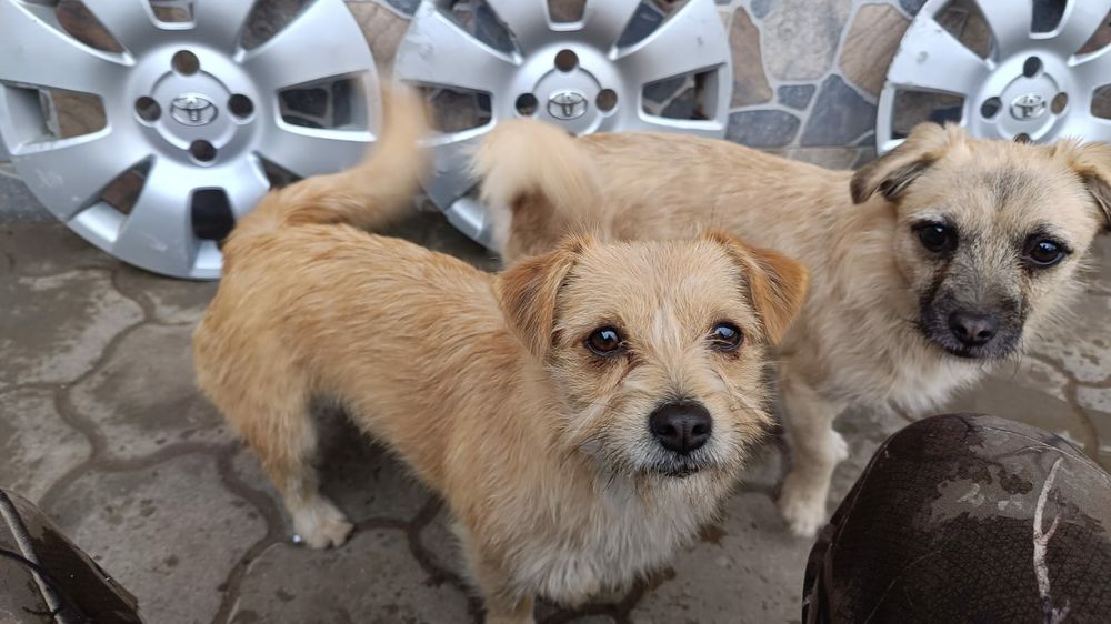 Capace Originale Toyota  R15