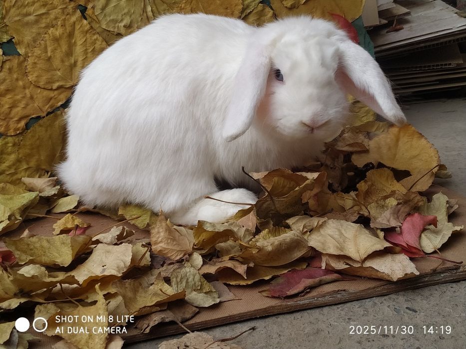 Karlik baran almaz glaz sames sotiladi