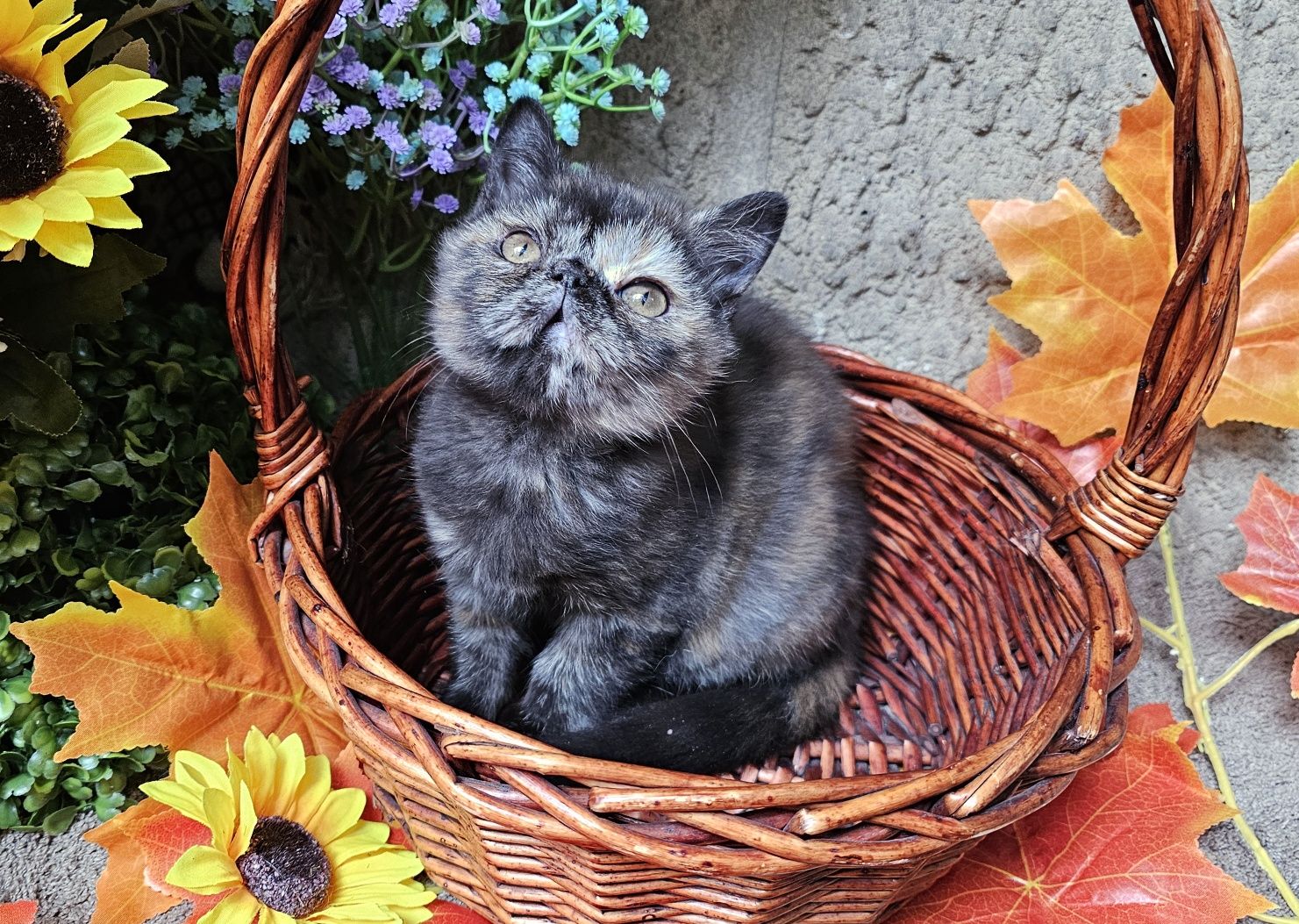 Персийско екзотично котенце