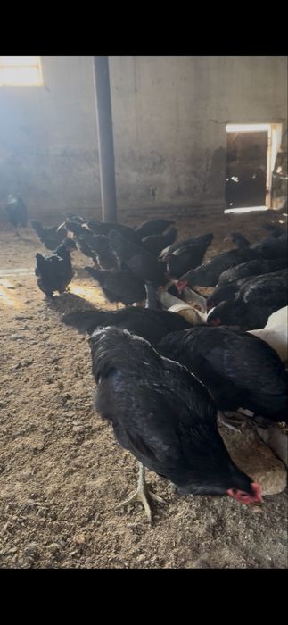 Кора товук (домашние куры)