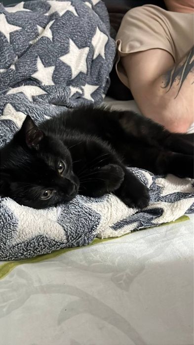 Отдам котенка в добрыче  ручки