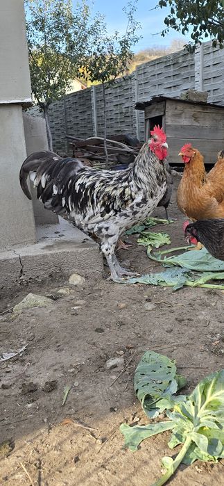 Cocoș Australorp Splash