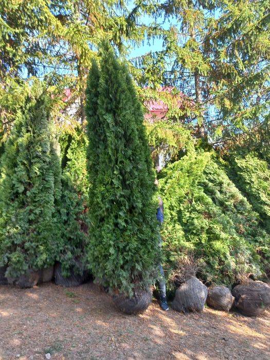 Tuia smarald dimensiuni Mari 2.30 3.00m oferim transport gratuit