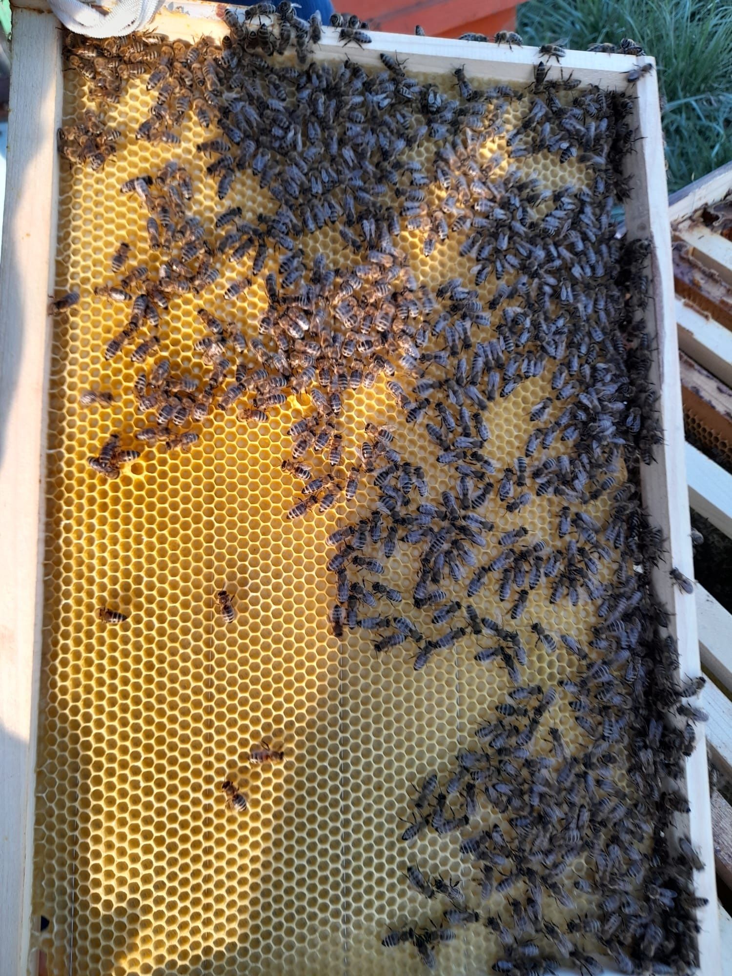 Familii de albine de vanzare