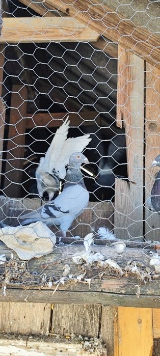 Vand porumbei voiajori