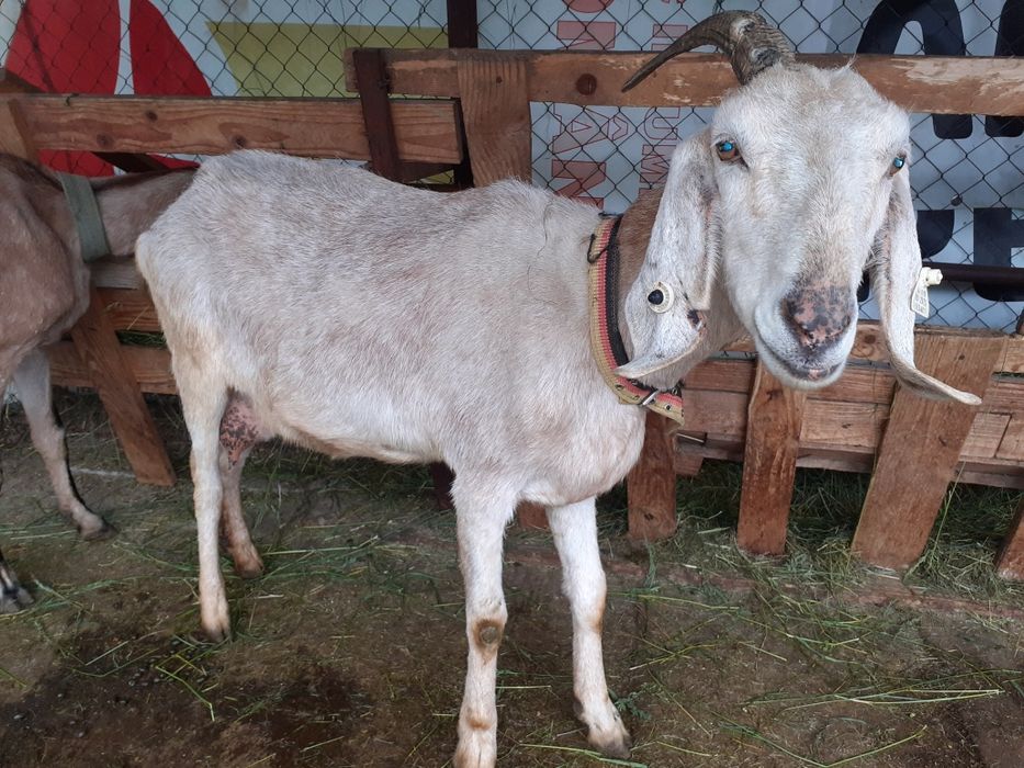 Vand capră de rasă