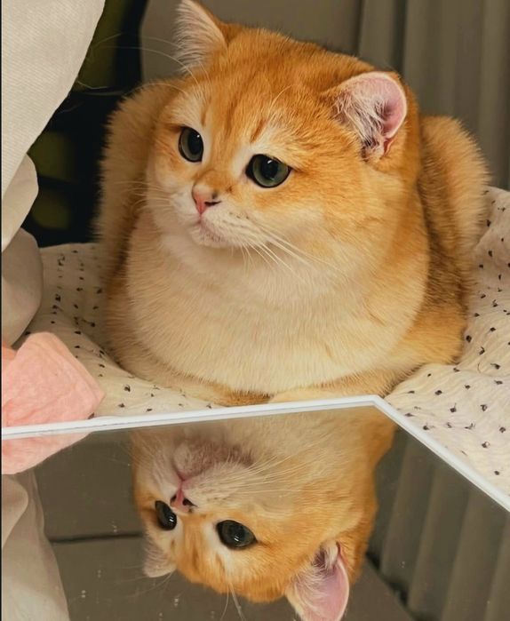 Вязка кота британский