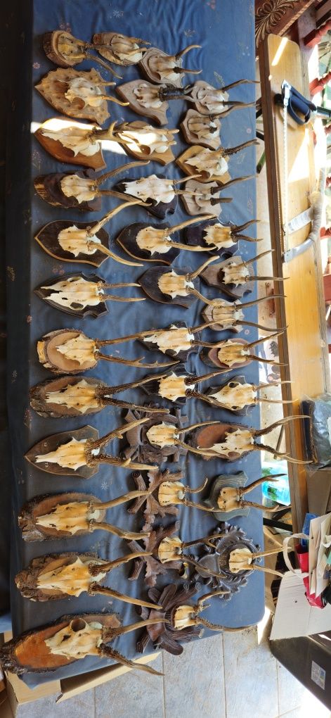 Vand trofeu carpatin+25 coarne,7 de capra neagra+45 de caprior.8 poze