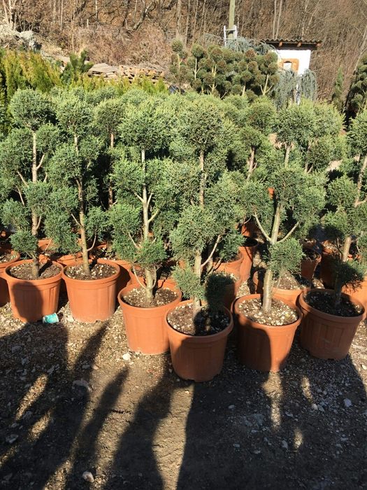 Tuia Smaragd/ Chiparos Leylandi