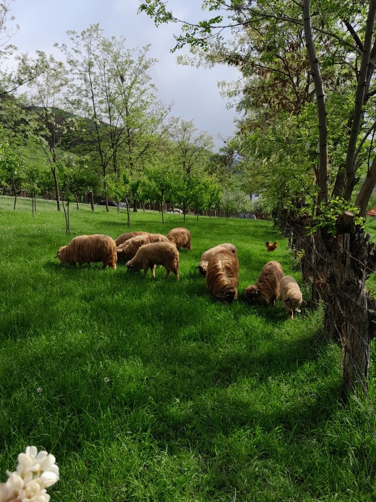 Miei pentru Paște