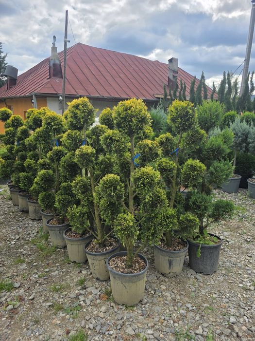 Tuia Globulari cu 3 sau mai multe bile