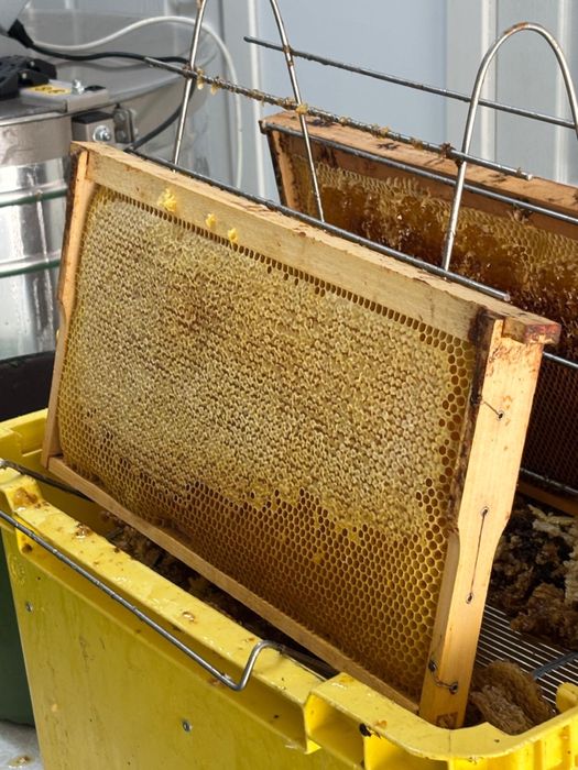 Faguri cu miere poliflora 2025