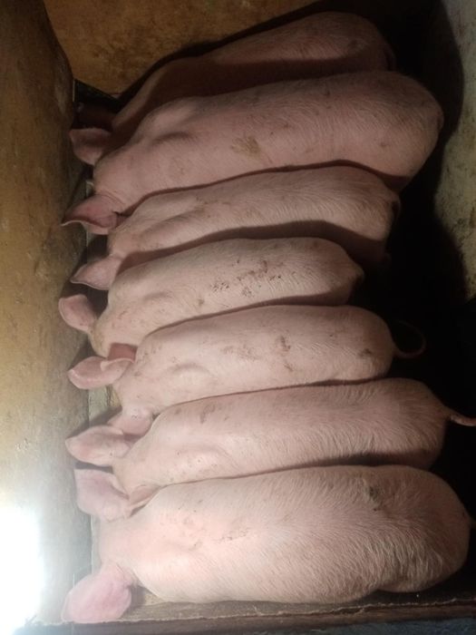 Продавам малки прасенца