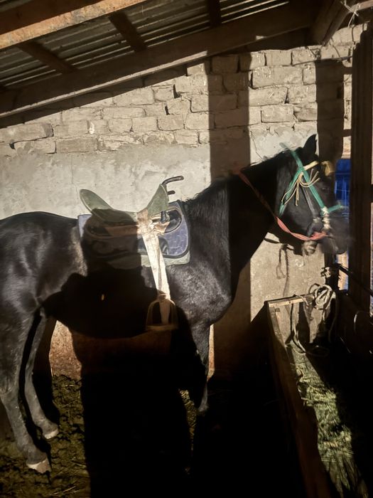 Жақсы айғыр қызыққандар болса хабарласыңдар келісеміз бағасын ұнаса ок