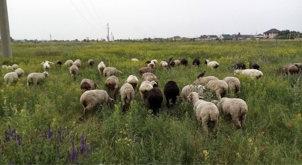 Токты, Кой, Исек, Баран