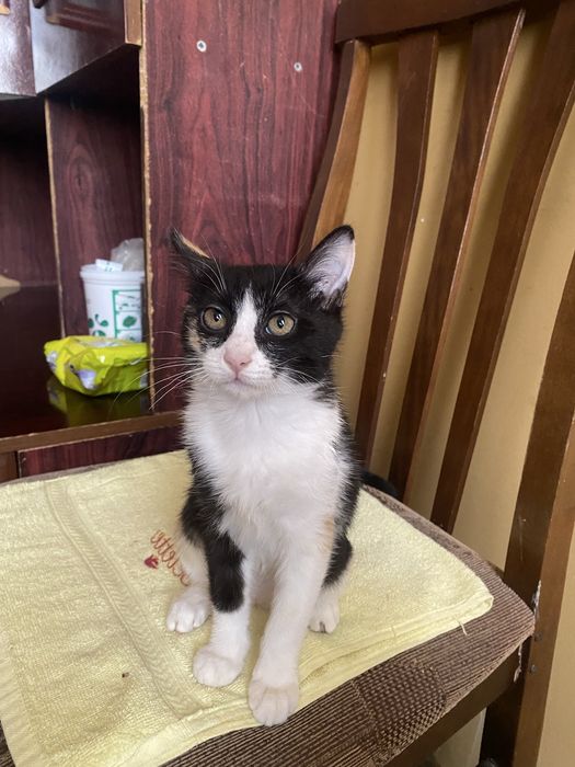 Мушук хадия киламан