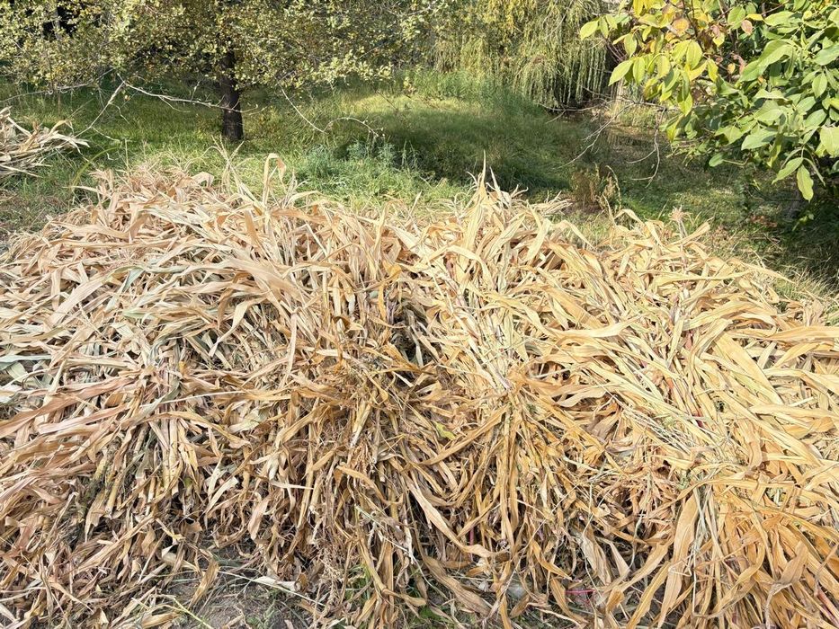 Жугеры пахал свежий