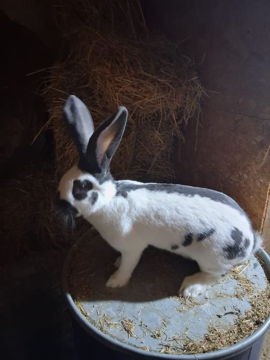 Femela fluture german