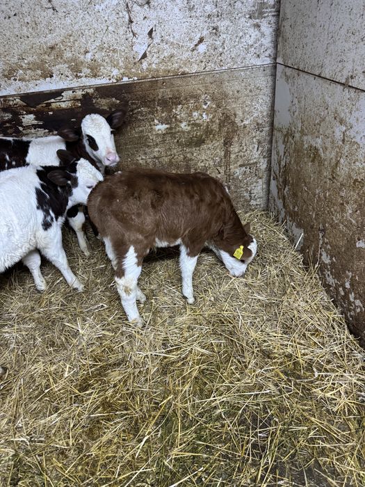 Vand doua vitel si un tauras