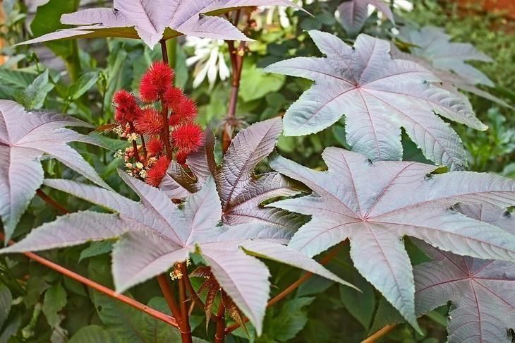 Семена садовой пальмы занзибарской