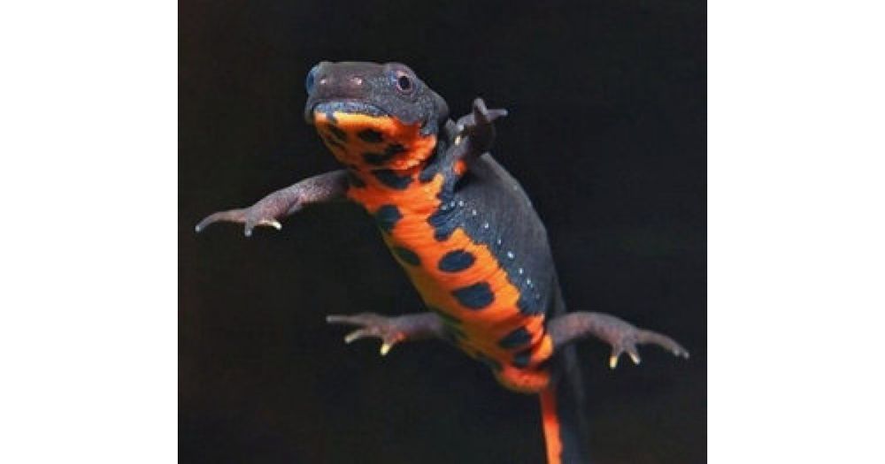 Продам  - огнебрюхий тритон. ( саламандра).