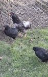 Vând Oua Araucana