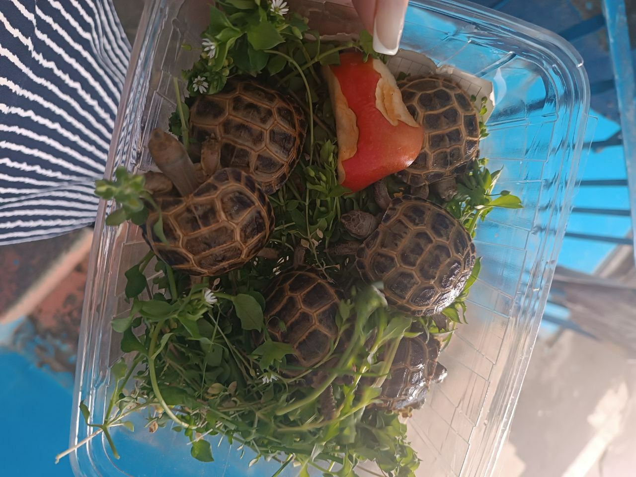 черепашки Тошбака