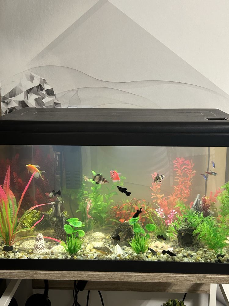 Acvariu 54 L cu tot cu pesti! 60x30x34